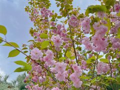 -长白岛森林公园