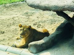 -北京野生动物园