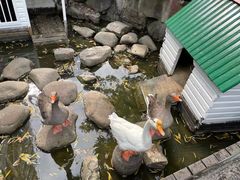-上海千禧海鸥大酒店