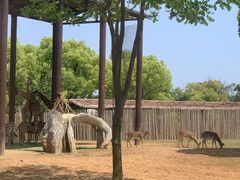 -上海野生动物园