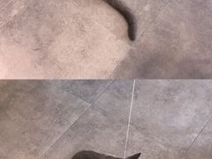 -飞行喵MR PILOT|猫舍·猫咖(静安大融城店)