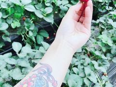 -大自然农场蔬菜草莓采摘园