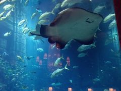 -迪拜帆船酒店海底餐厅