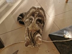 -平行世界·猫咖(首经贸店)