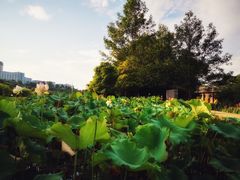 -贵阳市花溪国家城市湿地公园