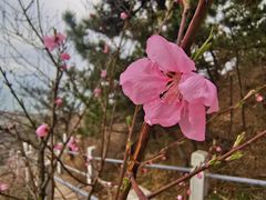 -石老人观光园