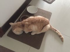 -纳吉亚猫专科动物诊疗中心(蒋宅口分院)