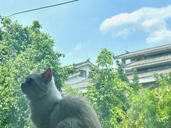 -猫大福·Fortune Cat猫舍(百子湾店)
