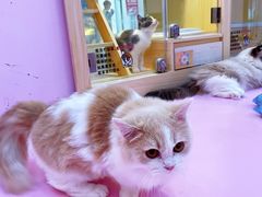 -爪爪喵星球·猫舍(前海卓越店)