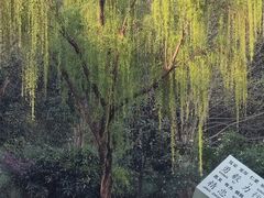 -木塔寺遗址生态公园