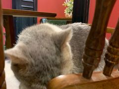 -猫色咖啡·猫咖