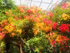 -呀路古热带植物园