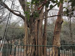 -西湖风景区十里琅珰-五云山