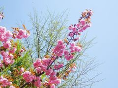 -石家庄市植物园