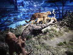 -国家自然博物馆