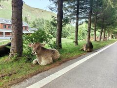 -新疆那拉提国家旅游度假区