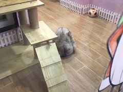 -联合动物医院(光谷诊疗中心)