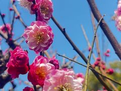 -梅花山(明孝陵内)