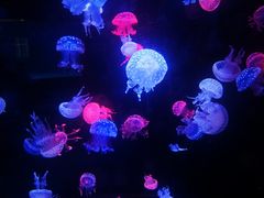 -烟台海昌鲸鲨海洋公园