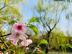 -顾村公园