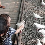 不可错过的西湖边动物打卡🕊