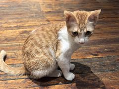 -初甜·舒芙蕾·韩式雪花冰(流塘店)