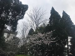 -武汉大学-樱园