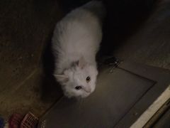Anne猫窝咖啡屋-Anne猫窝咖啡屋