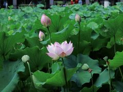 -四川大学(华西校区)