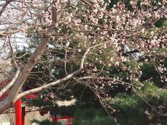-尚庄度假村·庭台树下·户外烧烤·团建CS·轰趴营地(上庄水库店)