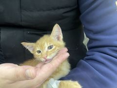 -天宠宠物医院24小时·急重症诊疗中心·全科·腔镜特色(和平分院)