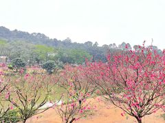 -南国桃园旅游度假区