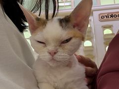 -momokira米努特·德文卷毛猫·棉花面纱犬