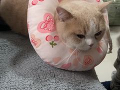 -派联宠物医院·24h·CT·异宠