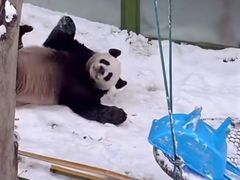 -栾川竹海野生动物园