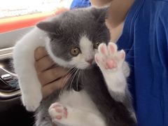 -东方名猫馆·英短金渐层布偶猫舍(环线广场1号楼店)