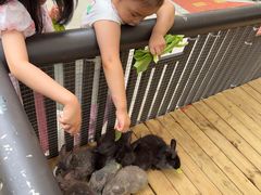 -熊猫自助餐厅.萌趣城堡(长隆熊猫酒店)