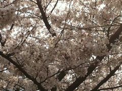 -武汉大学-樱园