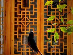 -青林口古镇