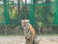 -上海野生动物园老虎餐厅