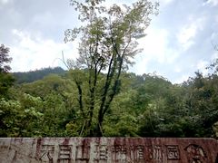 -天目山大树王景区