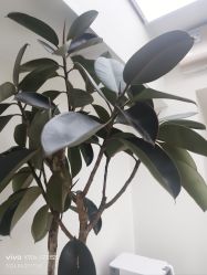 -HEYAN荷妍专业脱毛连锁机构