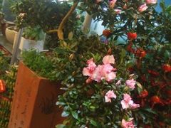-双季花艺园艺市场(浦东店)