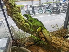 -酷以爬仙阁实体爬宠店·守宫·蜥蜴·专业繁育