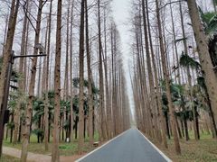 -东平国家森林公园