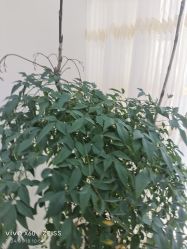 -HEYAN荷妍专业脱毛连锁机构