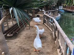 -呀路古热带植物园