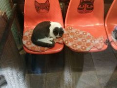 -猫咪博物馆(顶澳仔猫街店)