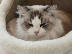 -Let's go狗咖·猫咖·奶狗·桌游(春熙路IFS店)