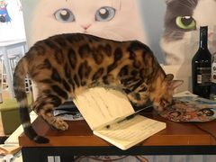 -Cappucimeow猫咪咖啡馆(韦伯时代店)